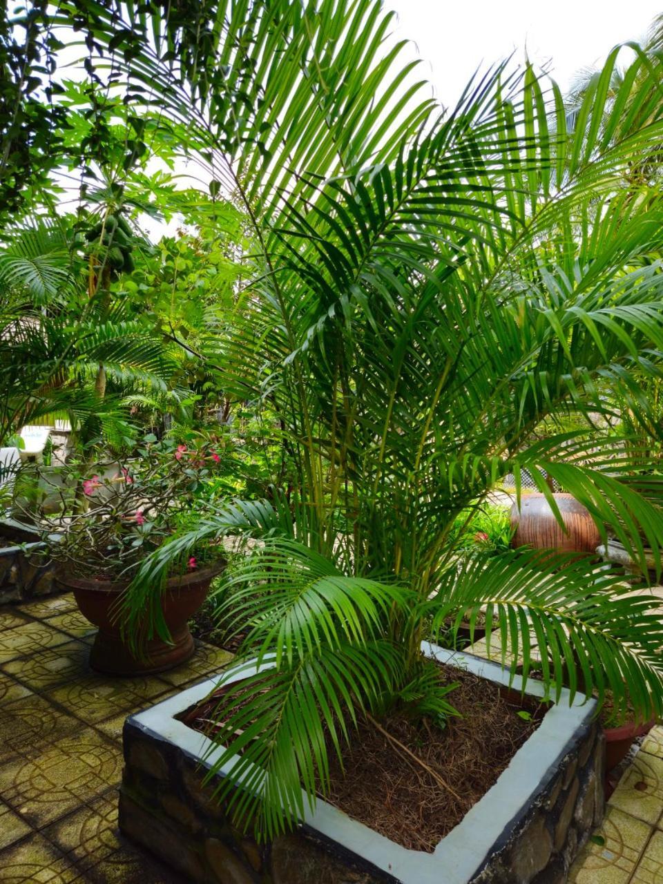 Homestay Bao Binh Ben Tre Exteriör bild
